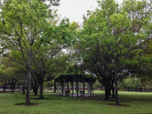 Какое декоративное дерево посадить возле дома. Деревья возле дома — виды которые можно и нельзя сажать. 100 фото лучших вариантов для посадки