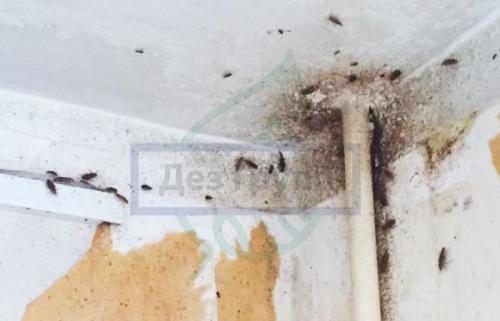 Причина появления плесени в ванной комнате. Причины, способствующие прорастанию спор черной плесени: 01 Причина появления плесени в ванной комнате. Причины, способствующие прорастанию спор черной плесени: 01