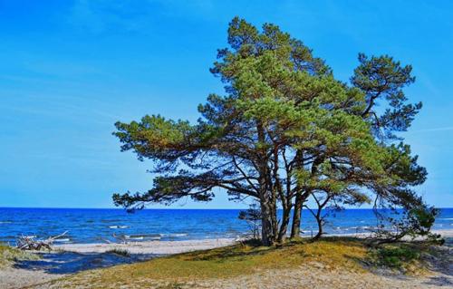 Можно ли сажать сосну возле дома. Приметы и суеверия про сосну