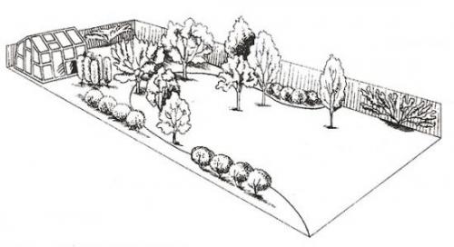Какие деревья посадить по периметру участка. Планируем создание плодоносящего сада