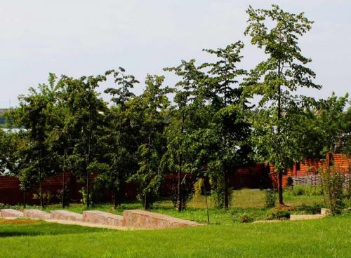 Какое декоративное дерево посадить возле дома. Деревья возле дома — виды которые можно и нельзя сажать. 100 фото лучших вариантов для посадки