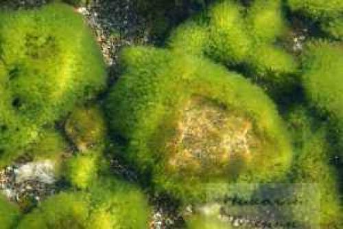 Как сделать воду в пруду прозрачной. Как очистить воду в пруду