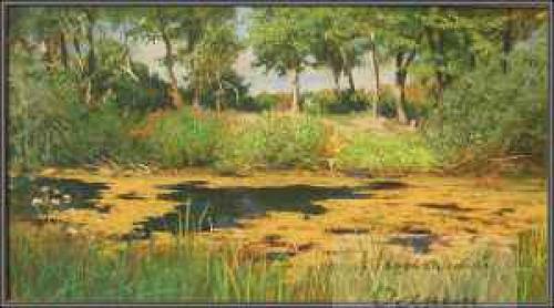 Как сделать воду в пруду прозрачной. Как очистить воду в пруду