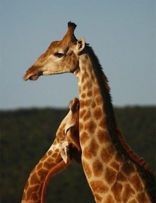 Мамы такие мамы…=) 01