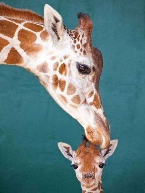 Мамы такие мамы…=) 02