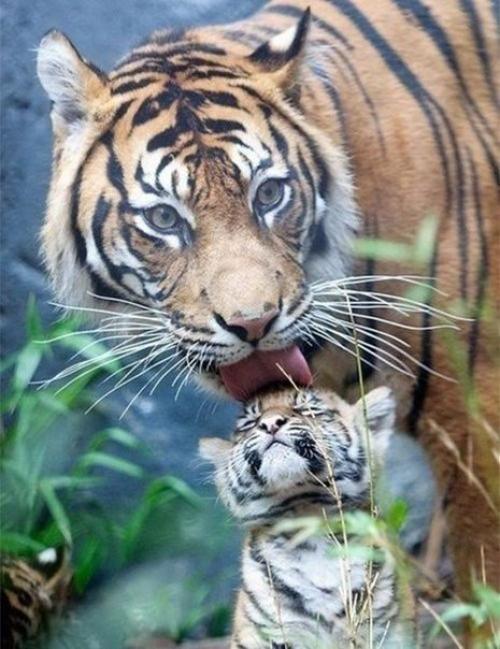 Мамы такие мамы…=) 05