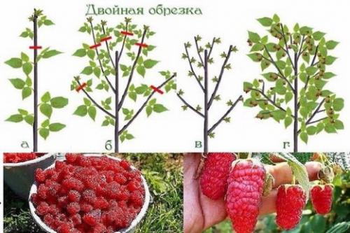 Чем обрезать кусты. ОБРЕЗКА ПЛОДОВЫХ КУСТАРНИКОВ – КАК И КОГДА ПРОВОДИТЬ?