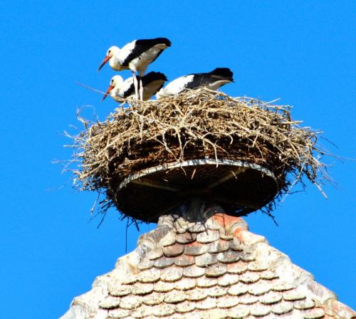 Диаметр гнезда аиста. Гнездо аиста — узнайте где строят гнезда аисты и как привлечь внимание молодого аиста к своему участку (115 фото + видео)