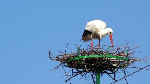 Как сделать аиста. Гнездо аиста — хитрости и нюансы постройки своими руками. 55 фото свитого гнзда