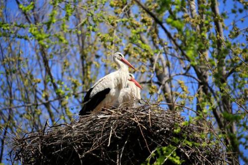 Диаметр гнезда аиста. Гнездо аиста — узнайте где строят гнезда аисты и как привлечь внимание молодого аиста к своему участку (115 фото + видео)