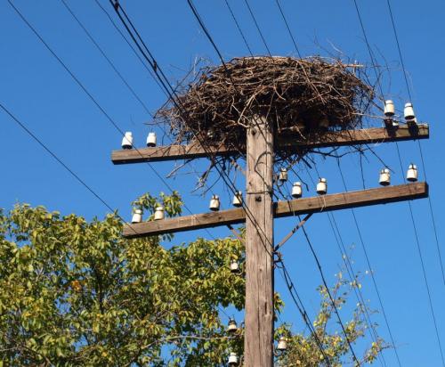 Как поселить аиста. Как сделать гнездо для аистов своими руками