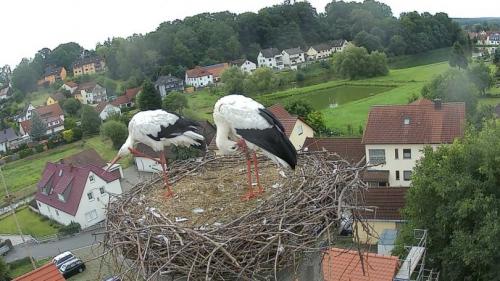 Диаметр гнезда аиста. Гнездо аиста — узнайте где строят гнезда аисты и как привлечь внимание молодого аиста к своему участку (115 фото + видео)