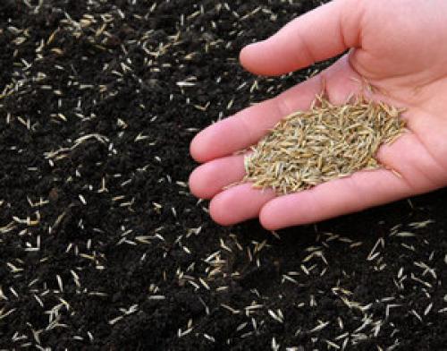 Состав рулонный газон. Рулонный газон 01 Состав рулонный газон. Рулонный газон 01