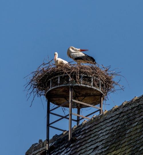 Как сделать аиста. Гнездо аиста — хитрости и нюансы постройки своими руками. 55 фото свитого гнзда