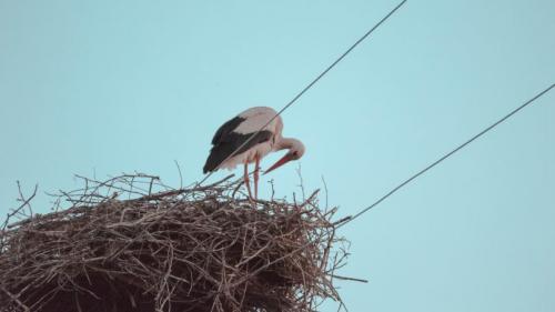 Диаметр гнезда аиста. Гнездо аиста — узнайте где строят гнезда аисты и как привлечь внимание молодого аиста к своему участку (115 фото + видео)