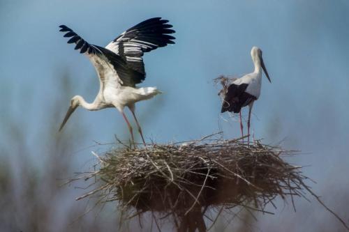 Как сделать аиста. Гнездо аиста — хитрости и нюансы постройки своими руками. 55 фото свитого гнзда