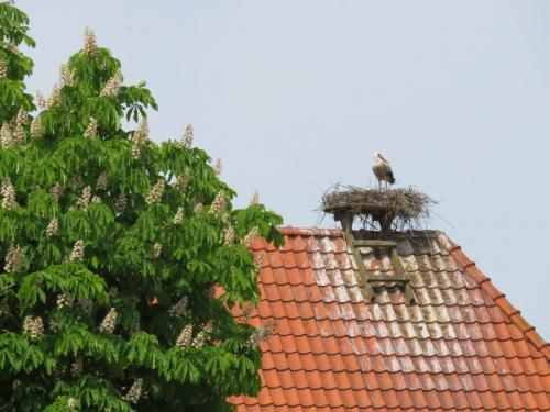 Как сделать аиста. Гнездо аиста — хитрости и нюансы постройки своими руками. 55 фото свитого гнзда