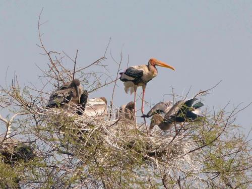 Как сделать аиста. Гнездо аиста — хитрости и нюансы постройки своими руками. 55 фото свитого гнзда