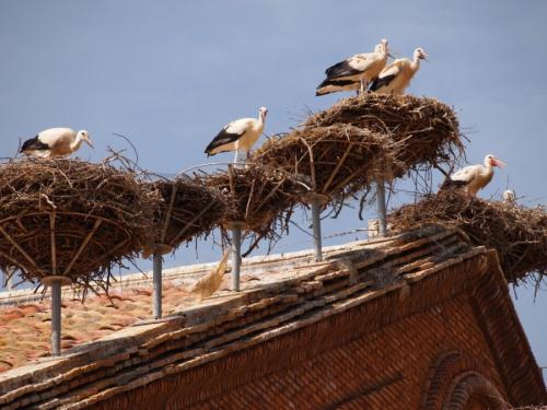 Как сделать аиста. Гнездо аиста — хитрости и нюансы постройки своими руками. 55 фото свитого гнзда