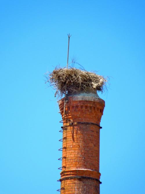 Как сделать аиста. Гнездо аиста — хитрости и нюансы постройки своими руками. 55 фото свитого гнзда