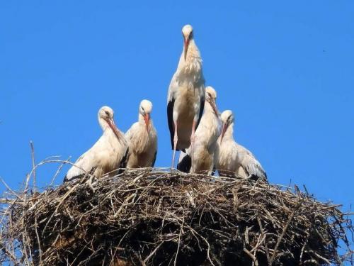 Как сделать аиста. Гнездо аиста — хитрости и нюансы постройки своими руками. 55 фото свитого гнзда