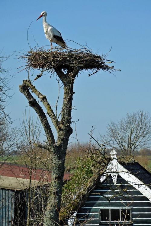Диаметр гнезда аиста. Гнездо аиста — узнайте где строят гнезда аисты и как привлечь внимание молодого аиста к своему участку (115 фото + видео)