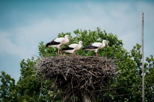 Диаметр гнезда аиста. Гнездо аиста — узнайте где строят гнезда аисты и как привлечь внимание молодого аиста к своему участку (115 фото + видео)