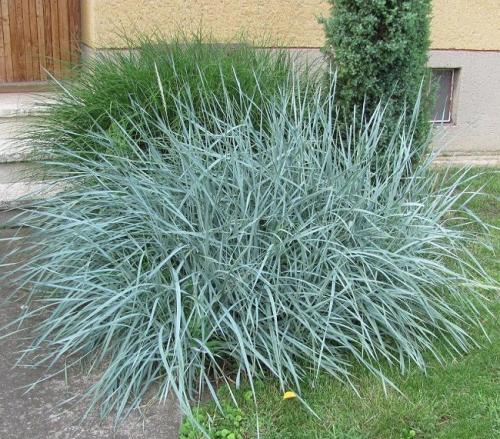 Декоративная трава голубого цвета. Виды декоративных трав
