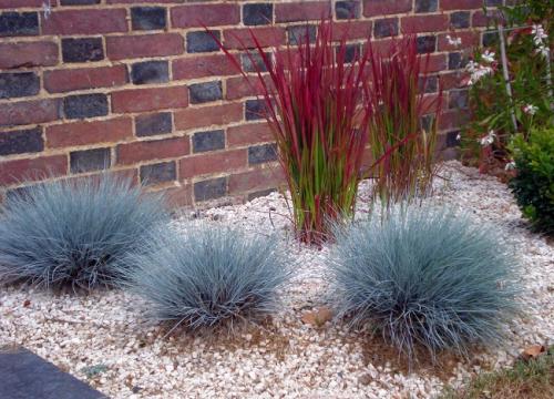 Декоративная трава голубого цвета. Виды декоративных трав