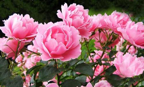 Цветы для букетов с фото и названиями