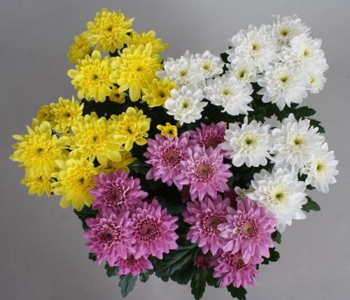 Цветы для букетов с фото и названиями