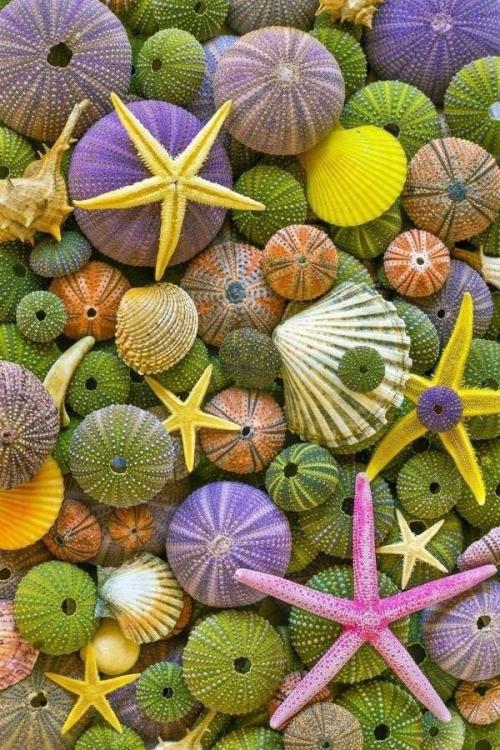 Краски подводного мира, для тех кто уже скучает по яркому лету! 05