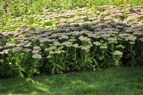 Как организовать клумбу. Создание клумбы своими руками 27 Как организовать клумбу. Создание клумбы своими руками 27