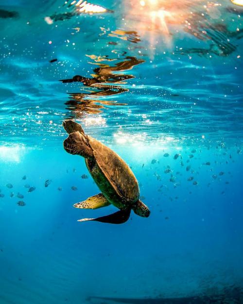 Морская тема 05