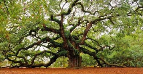 Какие деревья можно сажать на даче осенью. Какие деревья и кустарники лучше сажать осенью и почему? 08