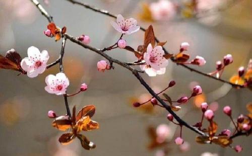 Какие деревья можно сажать на даче осенью. Какие деревья и кустарники лучше сажать осенью и почему? 06