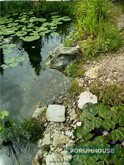 Выкопать пруд на участке. Выбираем место для водоема