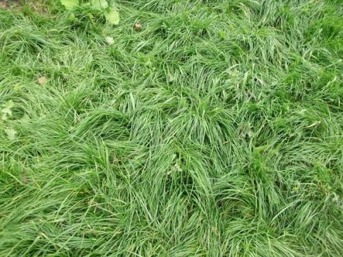 Газон с нуля. Красивый газон своими руками. Посевной газон