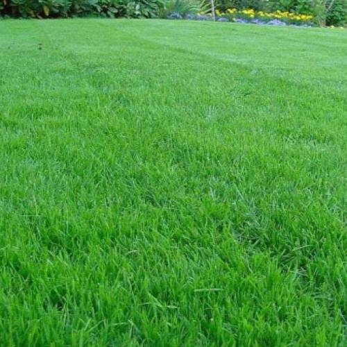 Газонная трава для ленивых. Подбор травы для газона 05 Газонная трава для ленивых. Подбор травы для газона 05