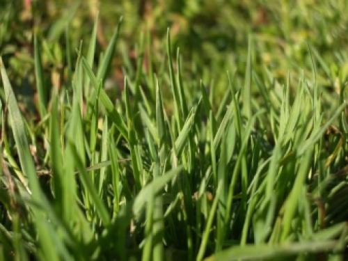 Газонная трава для ленивых. Подбор травы для газона 01 Газонная трава для ленивых. Подбор травы для газона 01