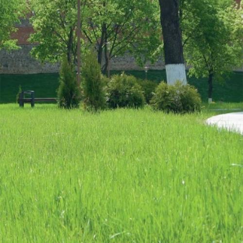 Газонная трава для ленивых. Подбор травы для газона 03 Газонная трава для ленивых. Подбор травы для газона 03