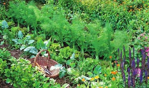 Как совместить сад и огород на маленьком участке. Секреты размещения огорода на небольшом участке