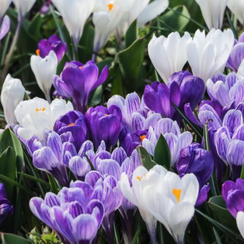 Как красиво посадить крокусы. Как посадить крокусы в грунт и ухаживать за ними?