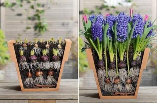 Клумба из тюльпанов и крокусов. Многослойные посадки луковичных первоцветов в одном кашпо в закладки 11