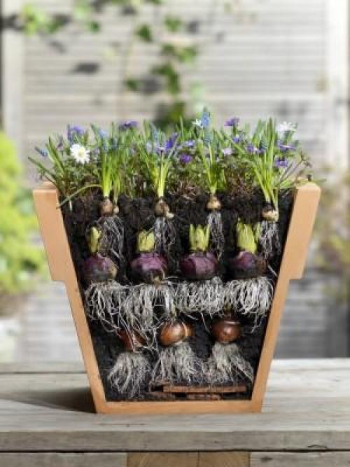 Клумба из тюльпанов и крокусов. Многослойные посадки луковичных первоцветов в одном кашпо в закладки 11