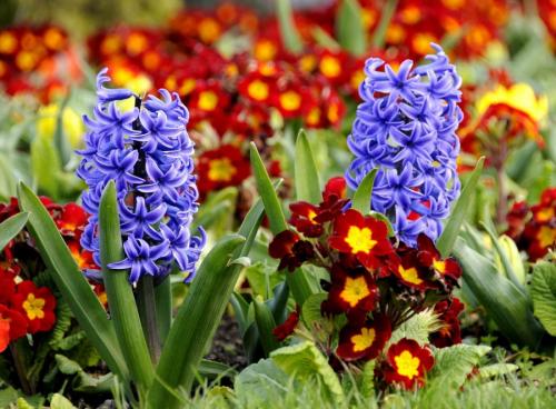 Луковичные цветы на клумбе. Луковичные цветы в ландшафтном дизайне