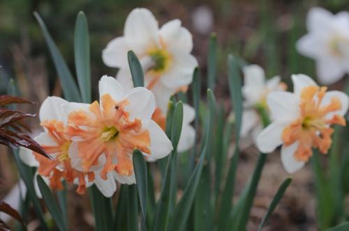Нарциссы и тюльпаны в саду. Правила для луковичных. Как и когда высаживать тюльпаны и нарциссы