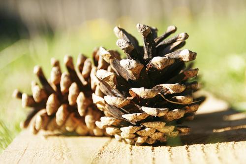 Поделка ежик из шишек и пластиковой бутылки. Удивительное рядом: мастер-классы по изготовлению поделки «Ёжик из шишек»