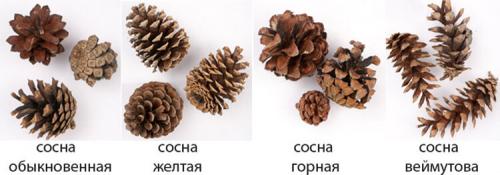 Как сделать усы для ежика. Как сделать ежика из шишки: различные варианты поделки