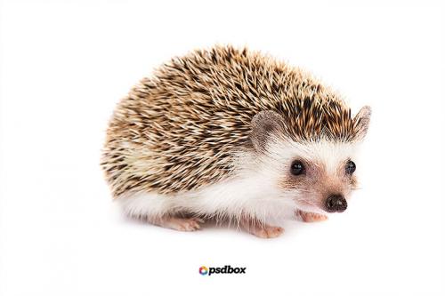 Как сделать ёжика из пластиковой бутылки и шишек: простая поделка своими руками 16 Как сделать ёжика из пластиковой бутылки и шишек: простая поделка своими руками 16